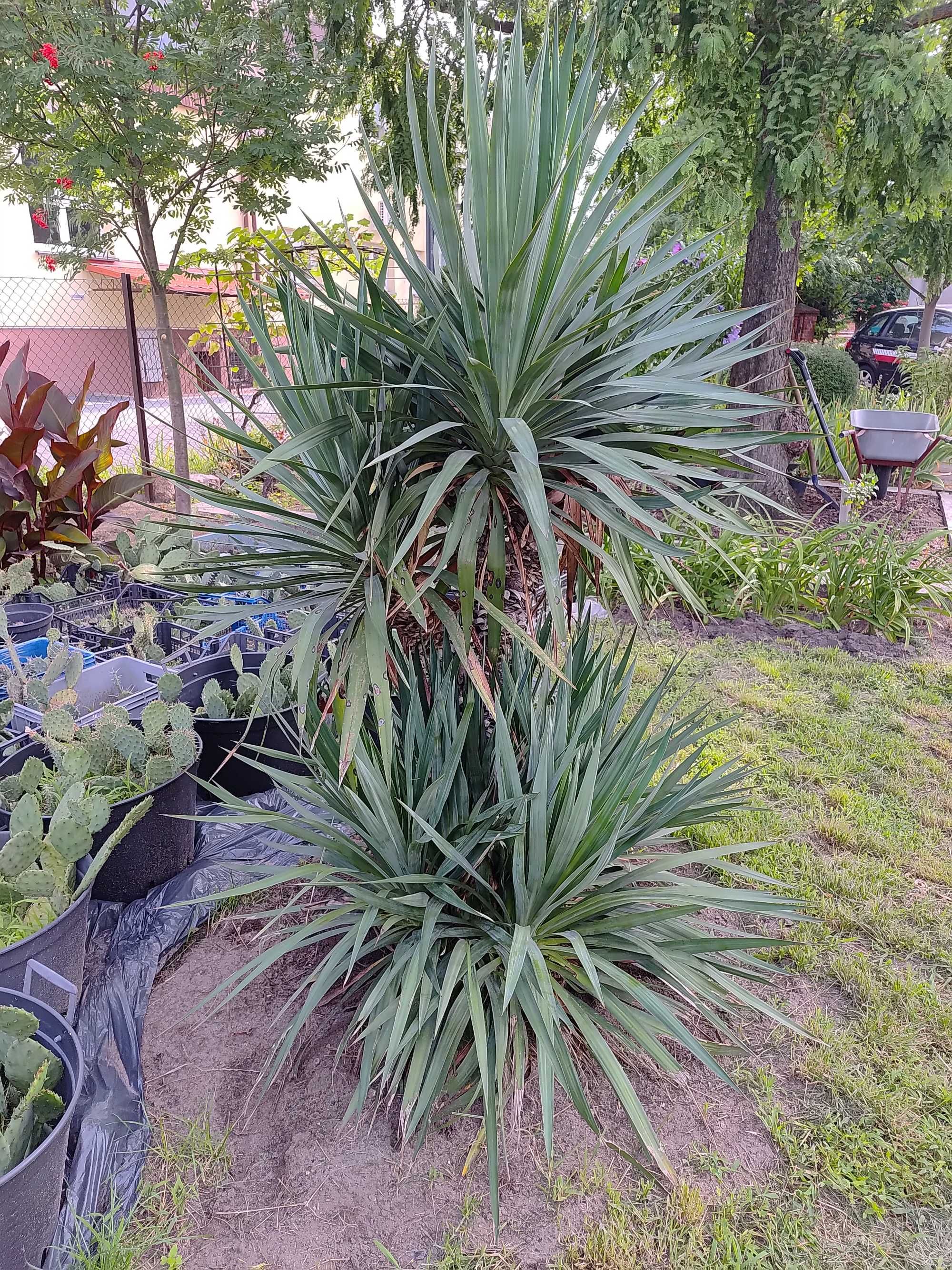 Yucca gloriosa Juka szlachetna