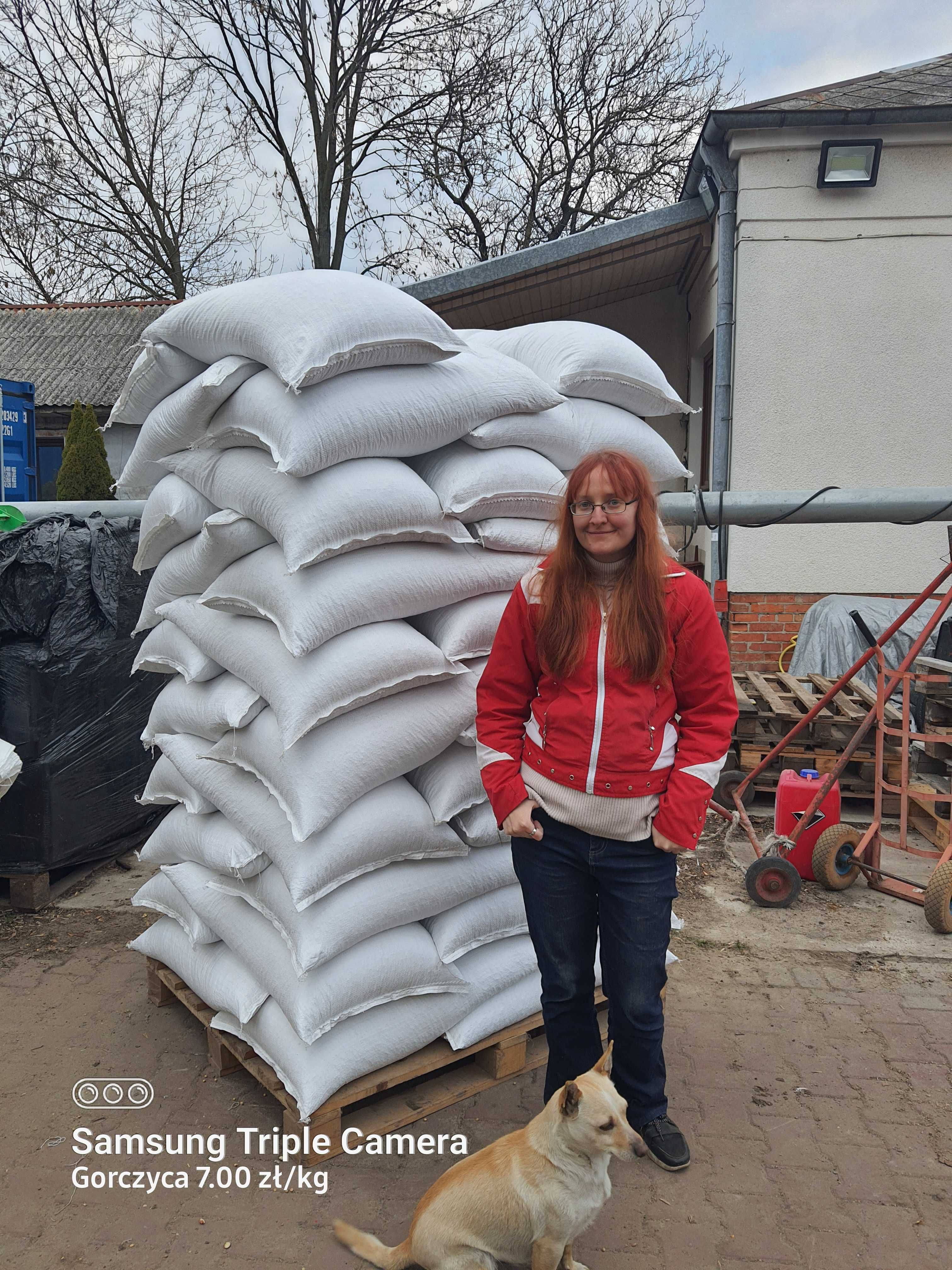 Lucerna Worki Z Lucerną Wysyłam Lucernę Czysta Sprawdzona Faktura VAT