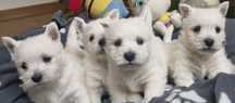 West Highland White Terrier- szczeniak