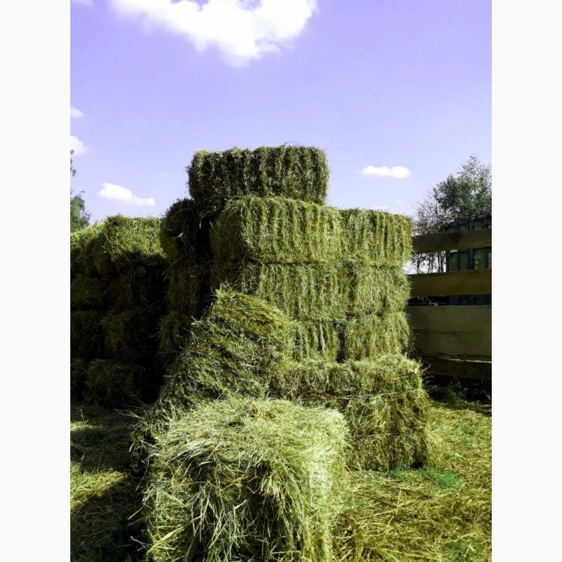 Продам сено луговое, разнотравья, люцерна.