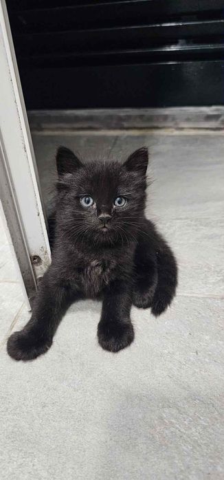 Gatinha para Doação