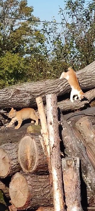 Koty do adopcji bardzo ladne, zdrowe, wesole