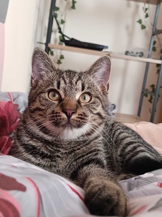 Młody kot do adopcji