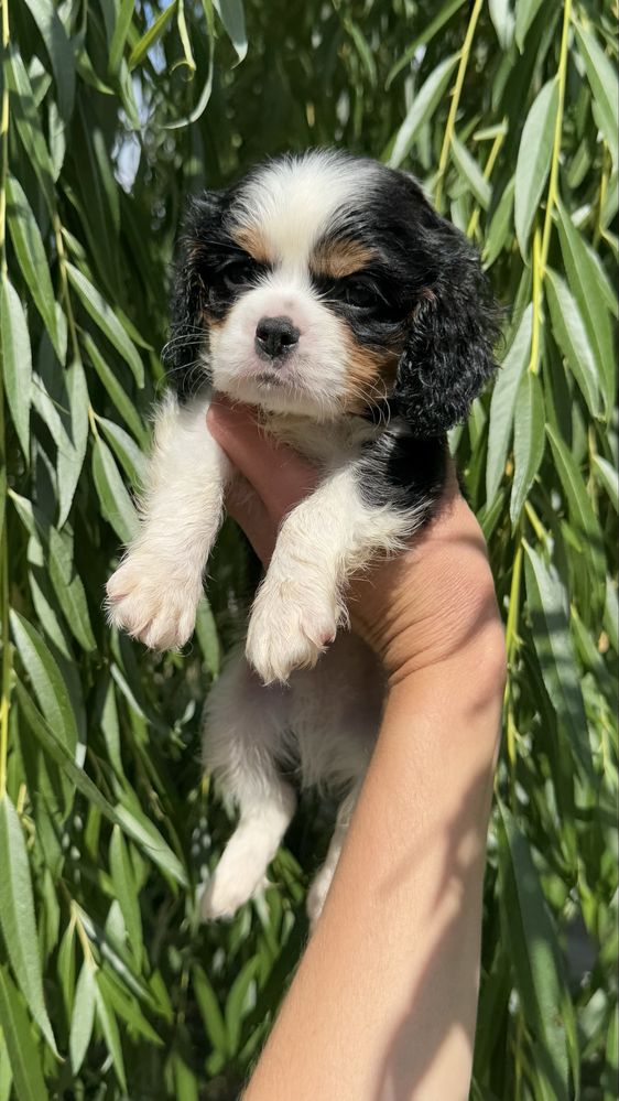 Cavalier king charles spaniel chlopak samiec