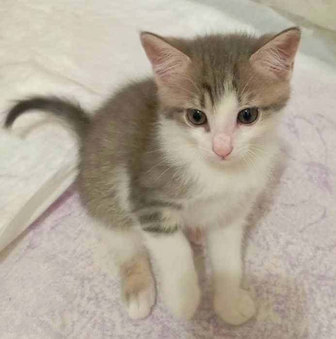 П'ятеро кошенят в добрі руки