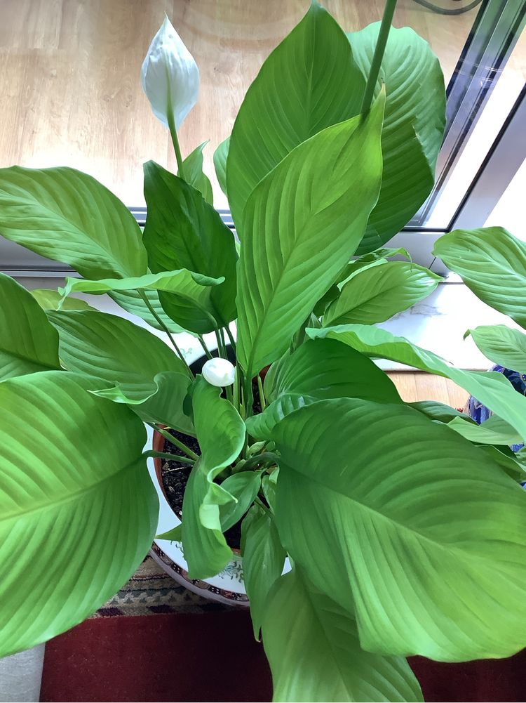 Planta natural lirio  da paz esta linda com flror
