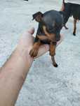 Pinscher mini femea