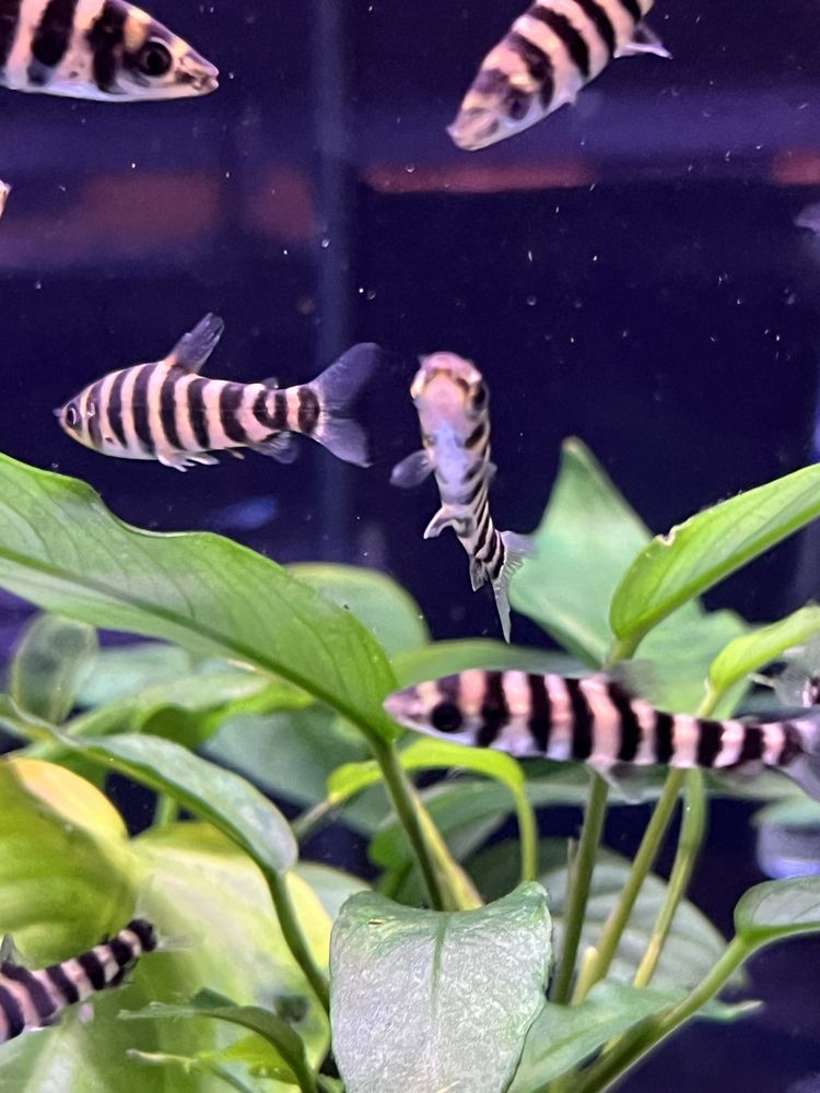 Poziomnik pręgowany (leporinus faciatus) MASSON