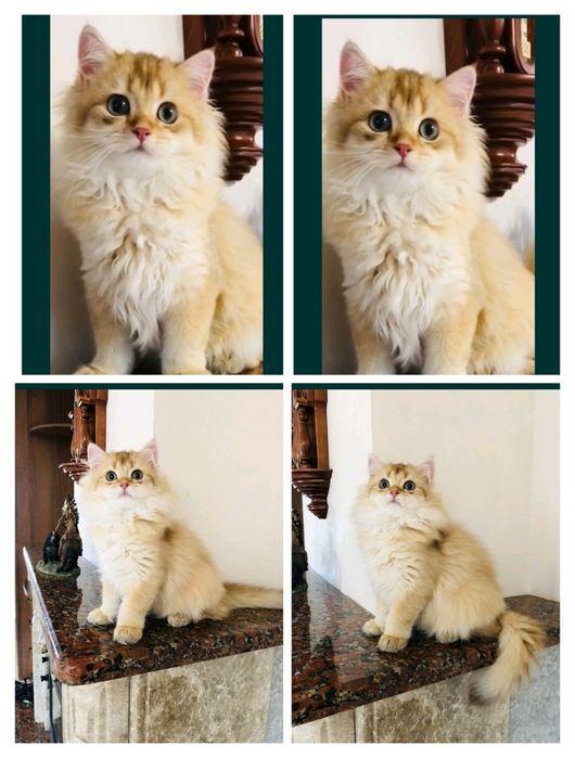 Изумительный мальчик,золотой шоколадный . Купить в Киеве в Украине.