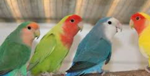 Малыши попугая розовощекого неразлучника возможна доставка