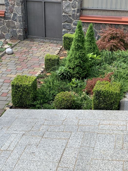 Самшит  зформовані кущі