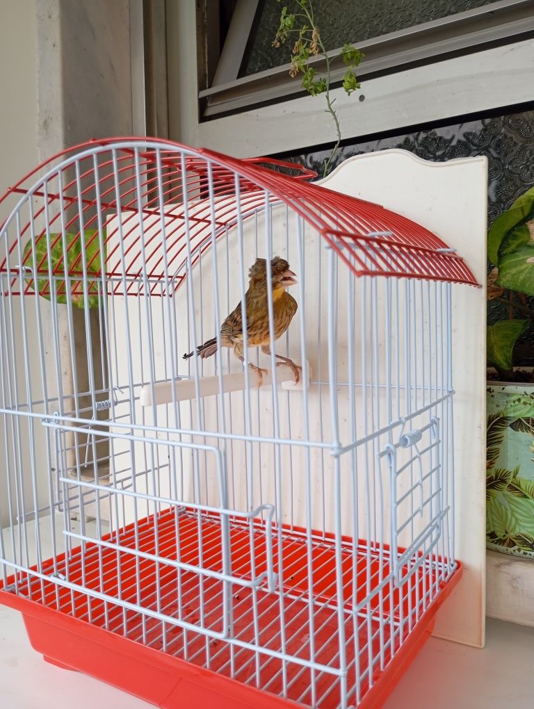 Gaiolas para aves