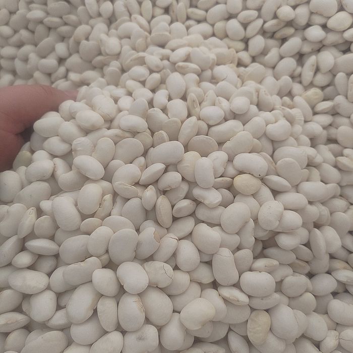 Fasola Jaś Karłowy 10kg