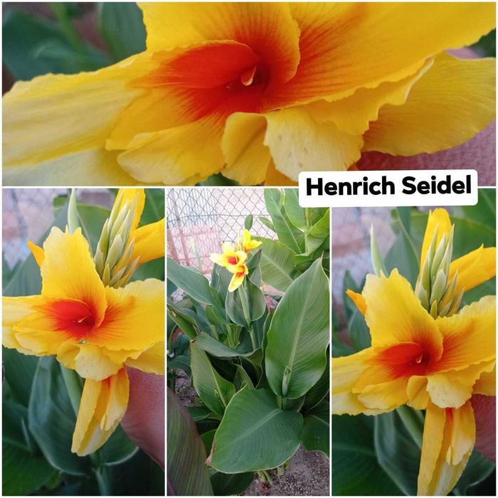 Sprzedam kłącza kann