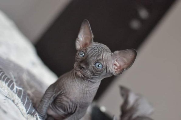 Kocurek Sfinks wcf super cena