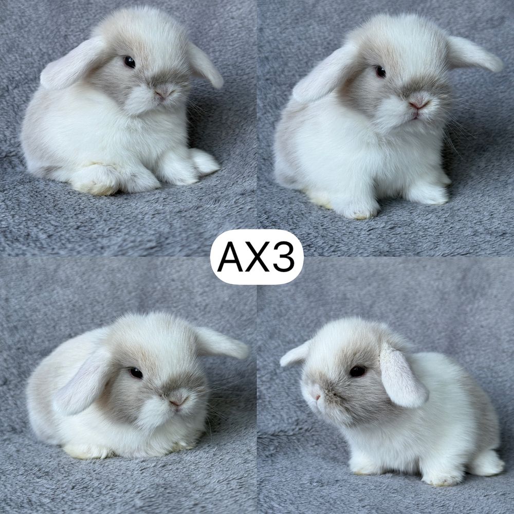 Królik Baranek Miniaturka MINI LOP