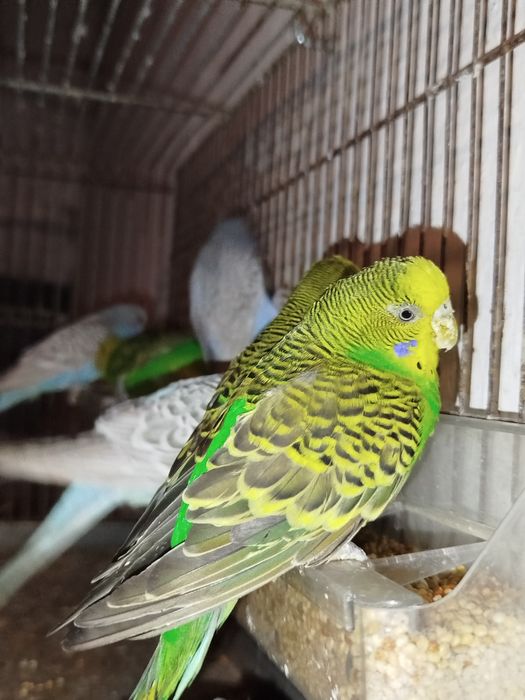 Piriquitos australianos