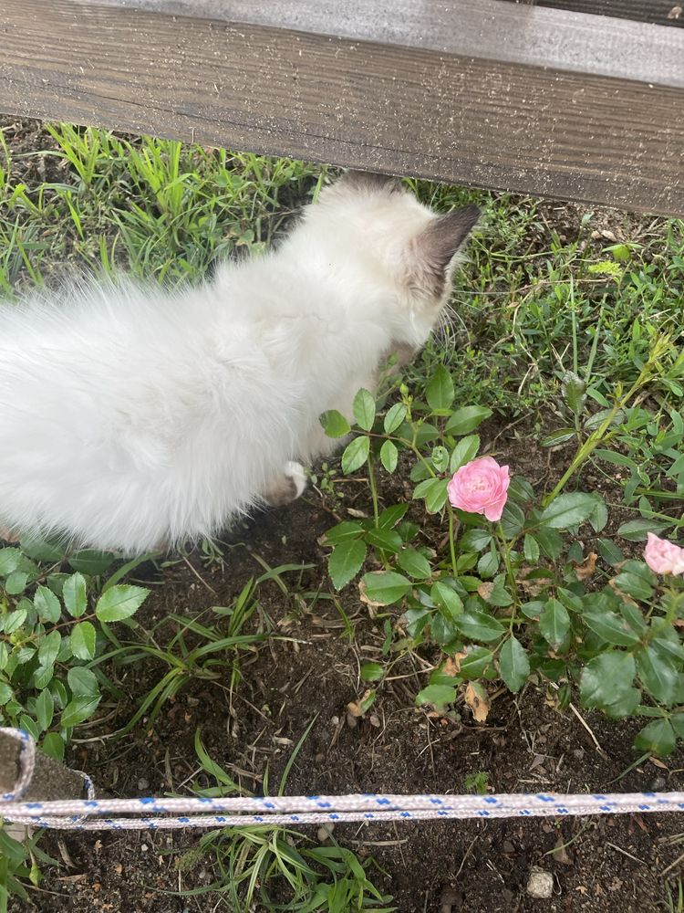Kocurek i koteczka Ragdoll lub do hodowli