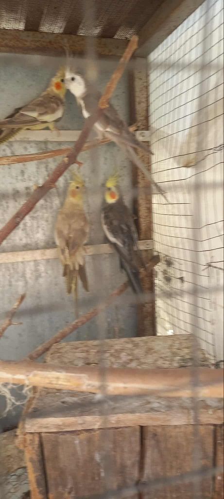 Vendo dois casais de caturras