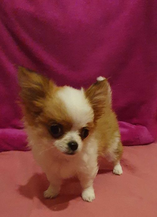 Chihuahua mini piesek z rodowodem