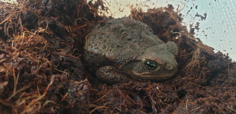 Żaba, ropucha Aga (Rhinella marina)