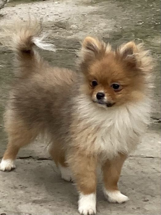 Хлопчик померанського шпіца