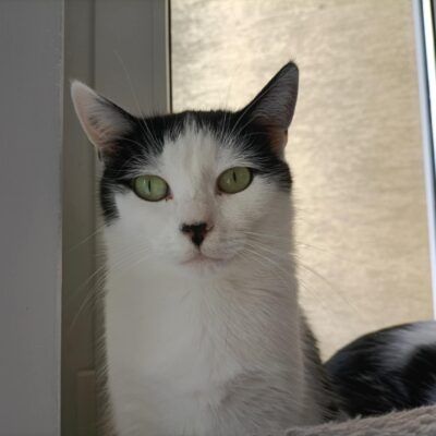 Daisy szuka kochającego domu