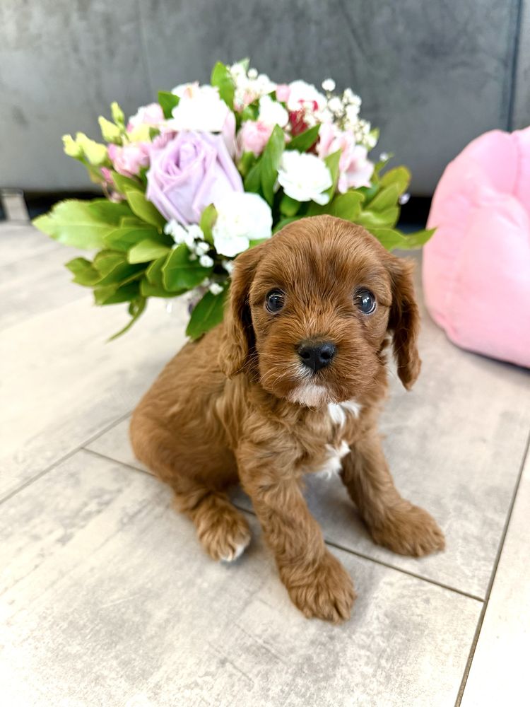 Cavapoo - cavalier & pudel suczka gotowa do odbioru