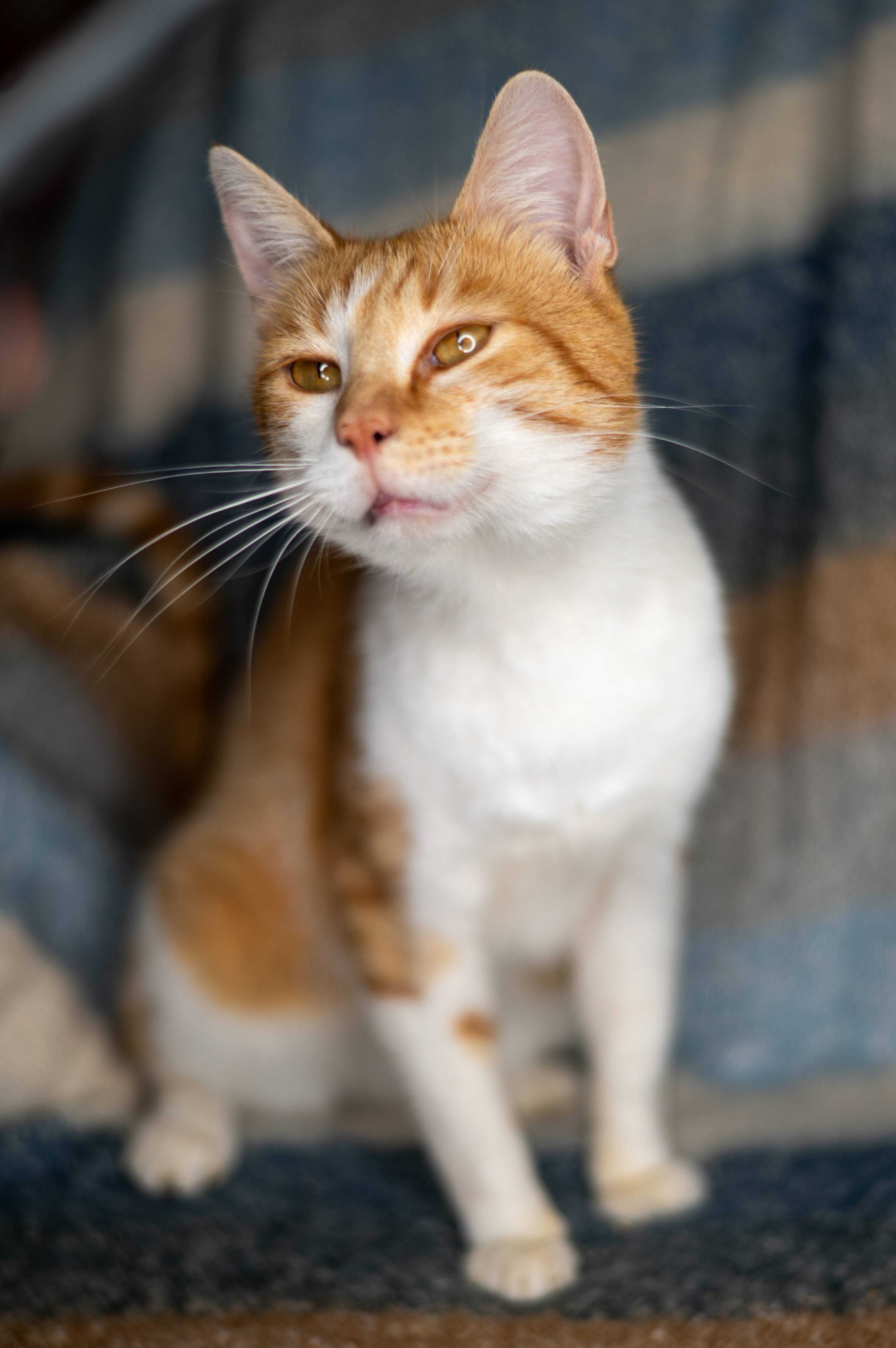 SMOK kocur do adopcji