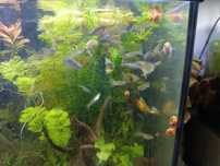 Guppys Yellow King Cobra