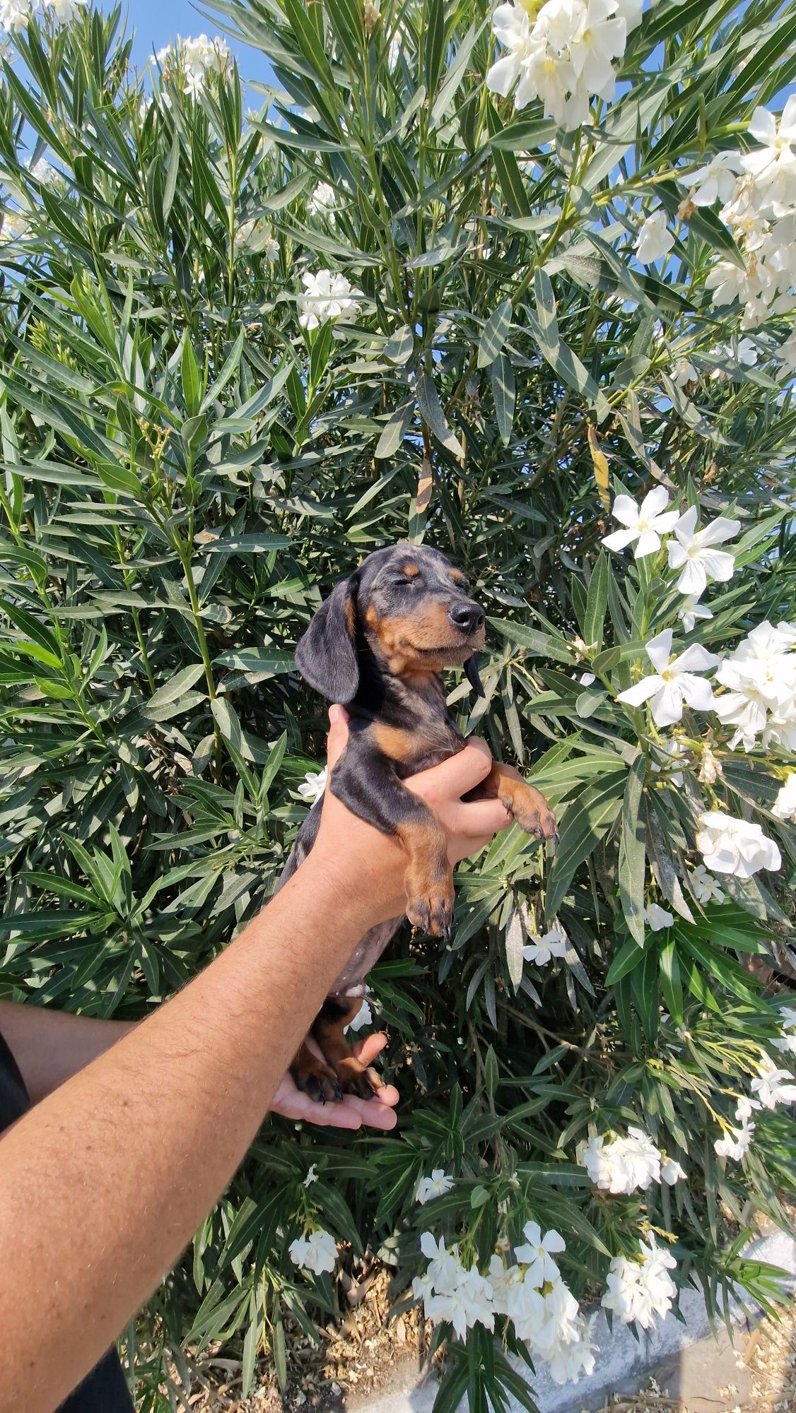 Teckel Black Merle
