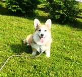 Welsh Corgi Pembroke suczka rudo- biała Natural Bobtail- bez ogonka