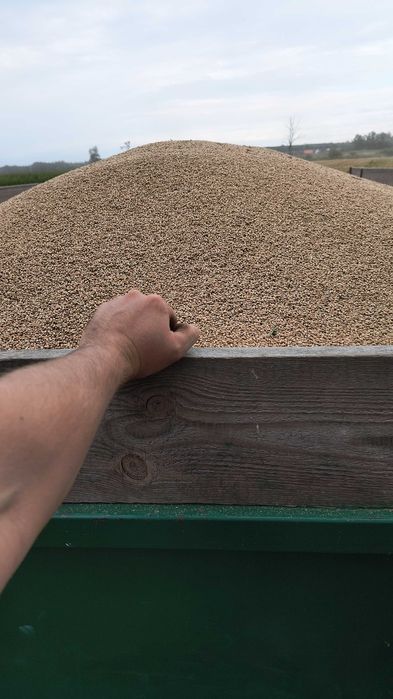 Pszenica foxx oścista