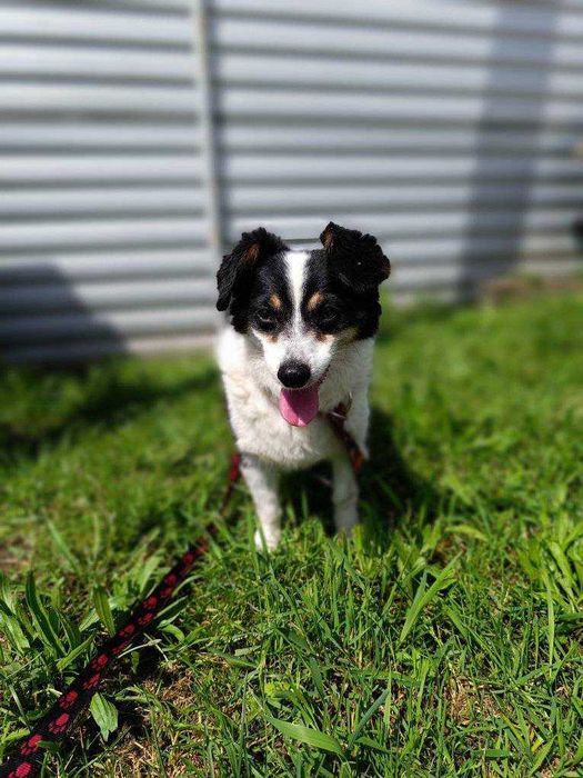 Mały Piksel, wielkie serce – szuka cichej przystani