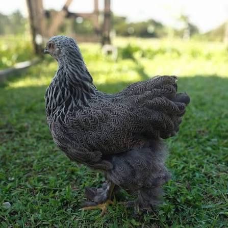 Galinhas de raça (apenas para troca)