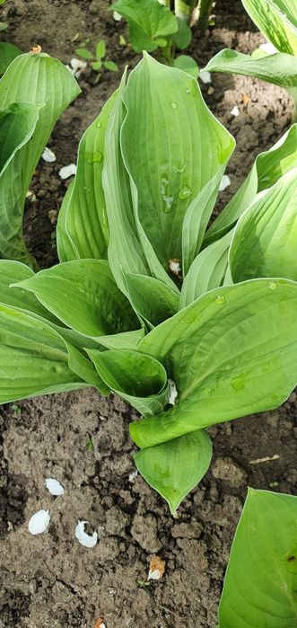 Хости різних сортів