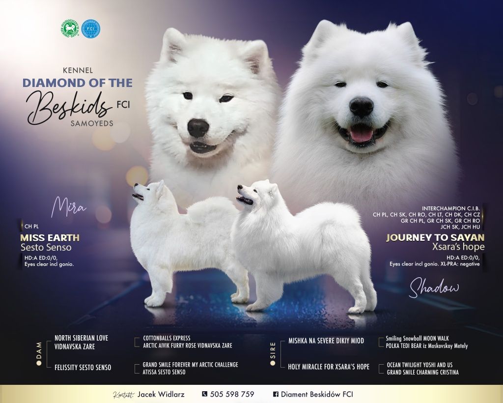 Szczenię ‐ sunia - SAMOYED (Samojed) FCI ZKwP - zmiana domu ok 15.VI