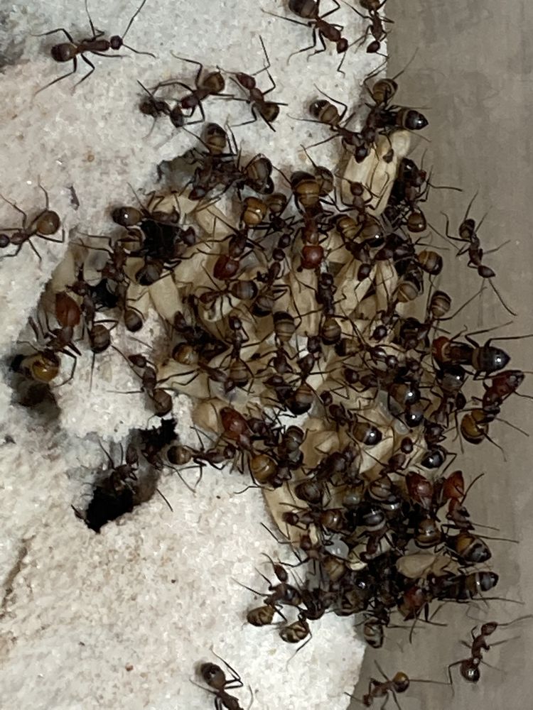 30 poczwarek Camponotus nicobarensis