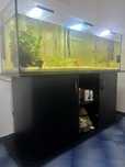 Aquario 150L ou mais desistencia sem tempo para cuidar