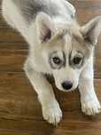 Syberian Husky szczenię