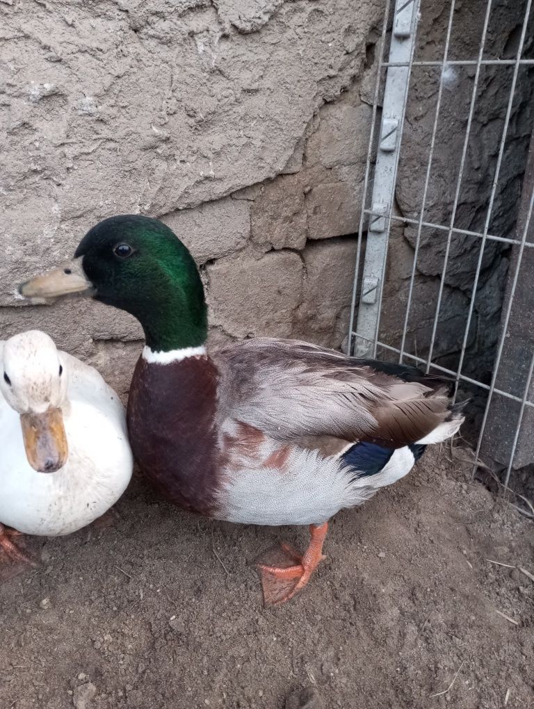 Kaczorki call duck