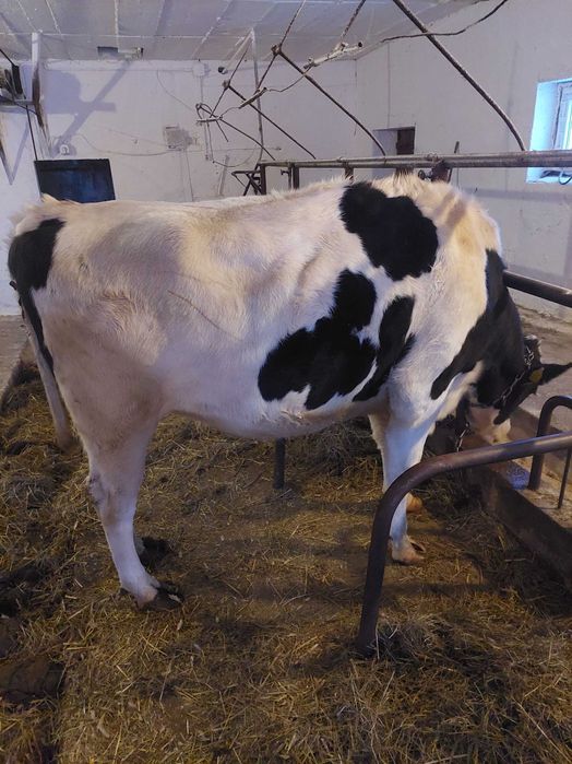 jałówka cielna hodowlana