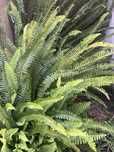 Plantas interior ou exterior