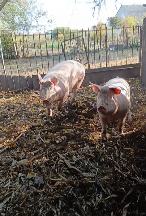 Продам домашюю свинину четвертями