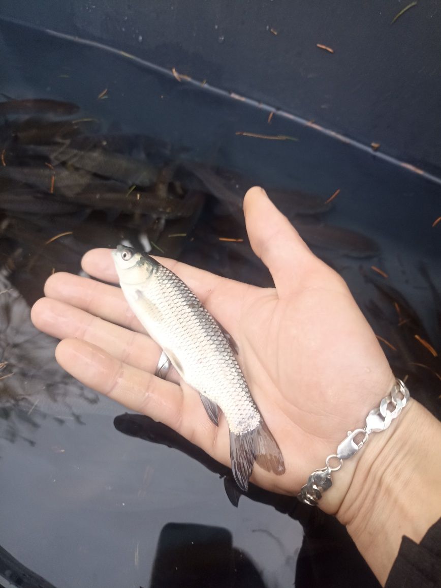 Jesiotr,Karp ,Amur i inne