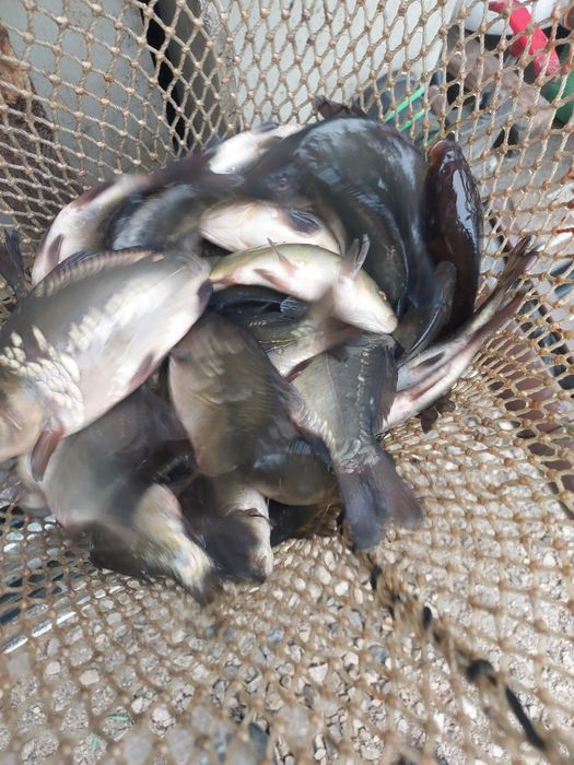 Narybek kroczek karp