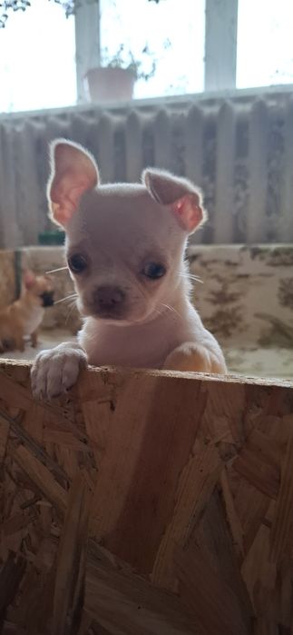 Цуценя чіхуахуа 16.09.25