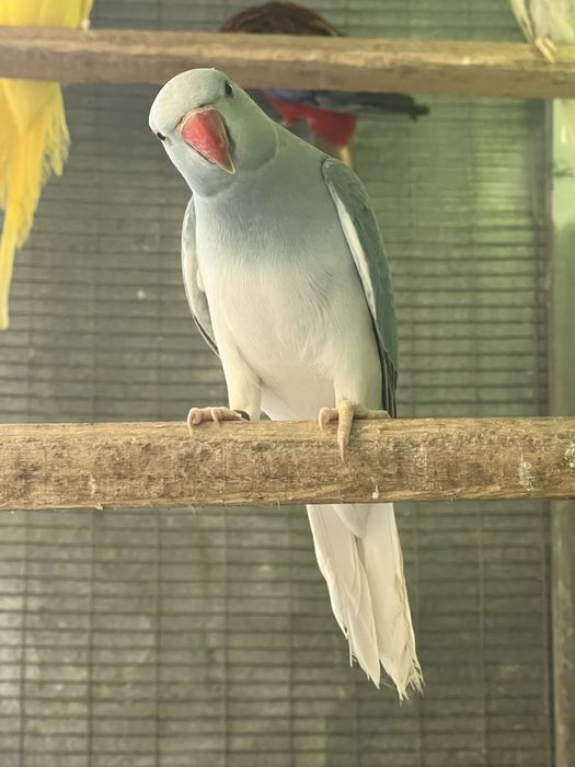 Ring neck azul cc