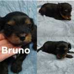 York shire Terrier czarno-złoty