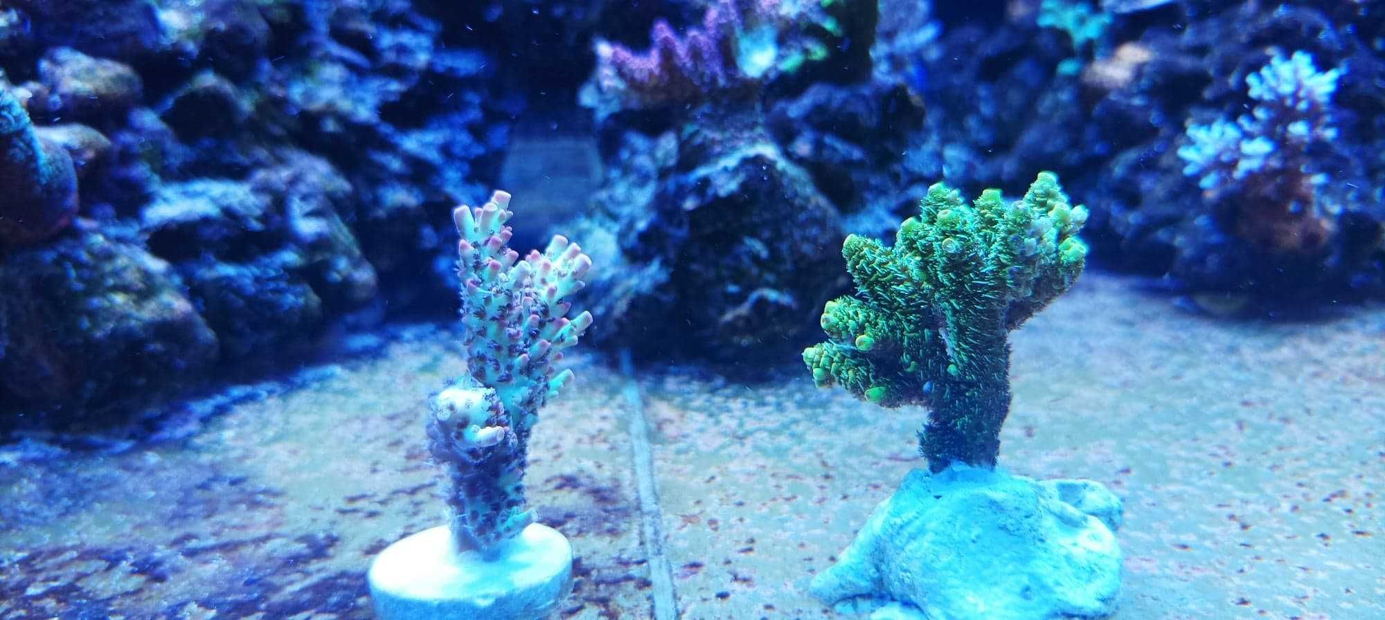 Acropora strawberry koralowce sps szczepki akwarium morskie